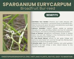Attēlu rezultāti vaicājumam “Sparganium minimum fruit”