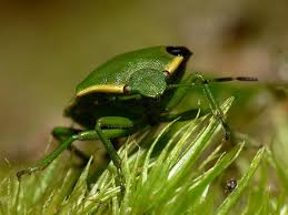 Attēlu rezultāti vaicājumam “Chlorochroa juniperina imago”