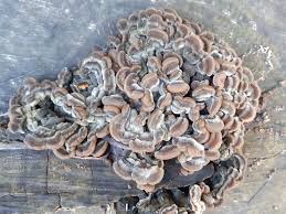 Attēlu rezultāti vaicājumam “Auricularia mesenterica”