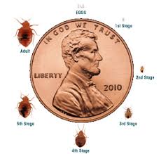 Image result for bed bugs