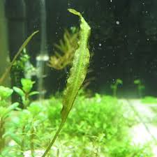 Attēlu rezultāti vaicājumam “Alisma gramineum leaf”