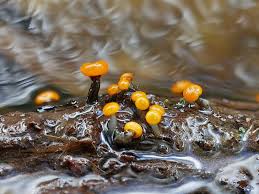 Attēlu rezultāti vaicājumam “Neocudoniella albiceps”