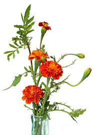 Image result for Tagetes patula
