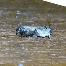 Attēlu rezultāti vaicājumam “Hedya salicella”