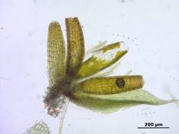 Attēlu rezultāti vaicājumam “Bryum pallescens”