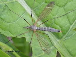 Attēlu rezultāti vaicājumam “Tetanops myopina”
