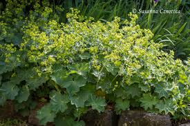 Image result for Frauenmantel