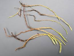 Attēlu rezultāti vaicājumam “Straminergon stramineum”