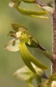 Attēlu rezultāti vaicājumam “Listera ovata flower”