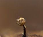 Attēlu rezultāti vaicājumam “Licea chelonoides”