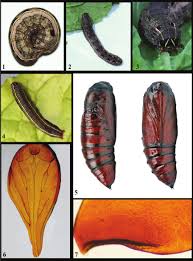 Attēlu rezultāti vaicājumam “Scardia boletella pupa”