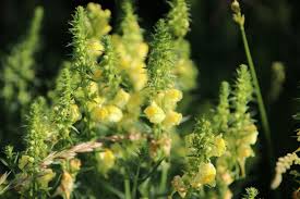 Attēlu rezultāti vaicājumam “Linaria loeselii flower”