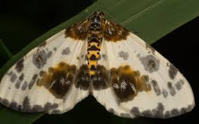 Attēlu rezultāti vaicājumam “Abraxas sylvata”