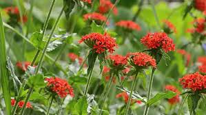 Attēlu rezultāti vaicājumam “Silene chalcedonica”