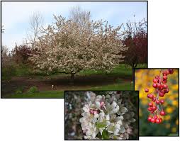 Attēlu rezultāti vaicājumam “Malus x zumi”