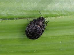 Attēlu rezultāti vaicājumam “Cytilus sericeus”