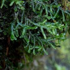 Attēlu rezultāti vaicājumam “Porella platyphylla”