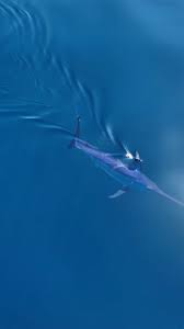 Image result for Xiphias gladius