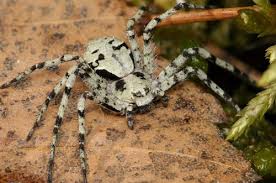 Attēlu rezultāti vaicājumam “Philodromus margaritatus”
