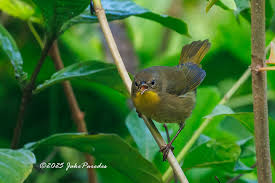 Attēlu rezultāti vaicājumam “Parasemia plantaginis female”