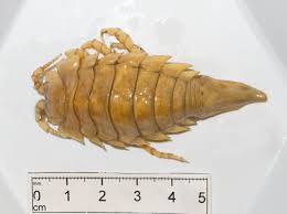 Attēlu rezultāti vaicājumam “Saduria entomon”