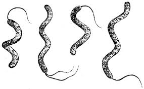 Attēlu rezultāti vaicājumam “Lycogala botrydium young”