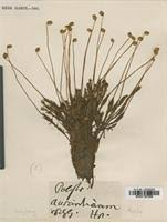 Attēlu rezultāti vaicājumam “Polytrichastrum pallidisetum cells”