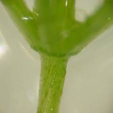 Attēlu rezultāti vaicājumam “Chara globularis”