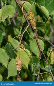 Attēlu rezultāti vaicājumam “Betula pendula”