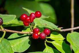 Attēlu rezultāti vaicājumam “Lonicera xylosteum fruit”