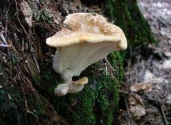 Attēlu rezultāti vaicājumam “Bondarzewia mesenterica”