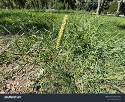 Attēlu rezultāti vaicājumam “Cynosurus cristatus flower”