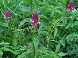 Attēlu rezultāti vaicājumam “Melampyrum cristatum”