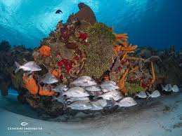 Image result for Haemulon album