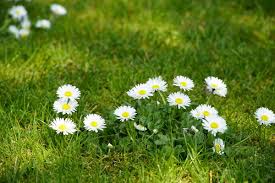 Image result for Bellis perennis