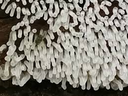 Attēlu rezultāti vaicājumam “Ceratiomyxa fruticulosa”