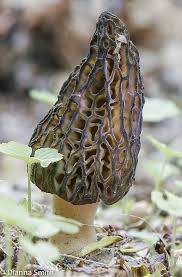 Attēlu rezultāti vaicājumam “Ceratiomyxa morchella stalked”