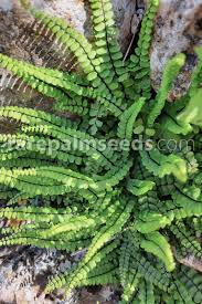 Attēlu rezultāti vaicājumam “Asplenium trichomanes”
