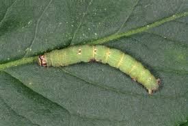 Attēlu rezultāti vaicājumam “Ligdia adustata”