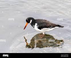 Attēlu rezultāti vaicājumam “Haematopus ostralegus”