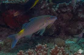 Image result for Parupeneus cyclostomus