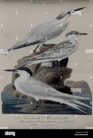 Image result for Sterna acuflavida