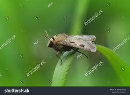 Attēlu rezultāti vaicājumam “Agrotis exclamationis”