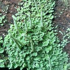 Attēlu rezultāti vaicājumam “Cladonia coniocraea”