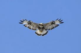 Attēlu rezultāti vaicājumam “Buteo lagopus adult”