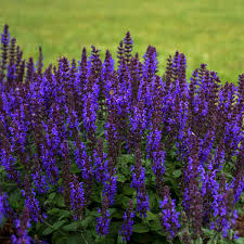 Image result for Salvia nemorosa