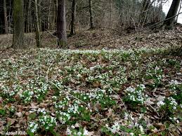 Attēlu rezultāti vaicājumam “Isopyrum thalictroides leaf”