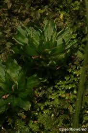 Attēlu rezultāti vaicājumam “Rhodobryum roseum”