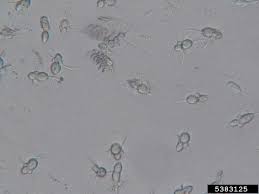 Attēlu rezultāti vaicājumam “Campylium stellatum sporophyte”