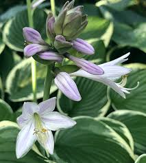 Image result for Hosta fortunei albomarginata